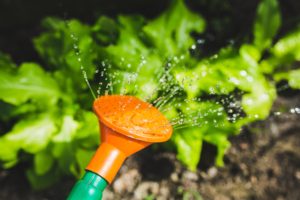 Gardening With Mobility Issues | Mobility Equipment in London
